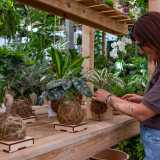 ...e il titolare ci invita a visitare la serra dove incontriamo la collaboratrice Francesca intenta a sistemare dei kokedama. Questi ultimi sono piante senza vaso che spuntano dalla sommit� di sfere di muschio, compattate con lo spago